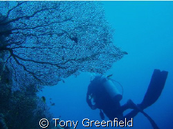 A sea fan at Ras Nasrani, taken with Olympus Mu500 using ... by Tony Greenfield 